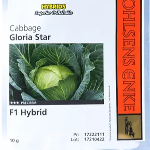 CABBAGE GLORIA STAR F1  50GM
